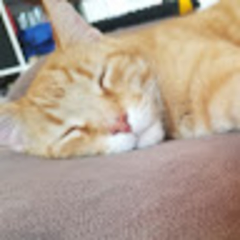 Meet your Posher, Juliet